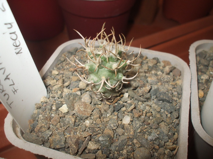 Turbinicarpus flaviflorus - cactusii mei
