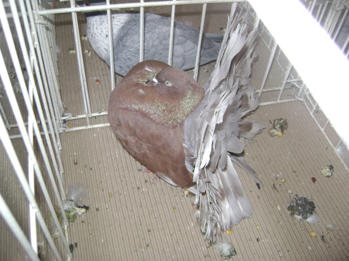 DSC07834 - Expozitie BIstrita 20 12 2009