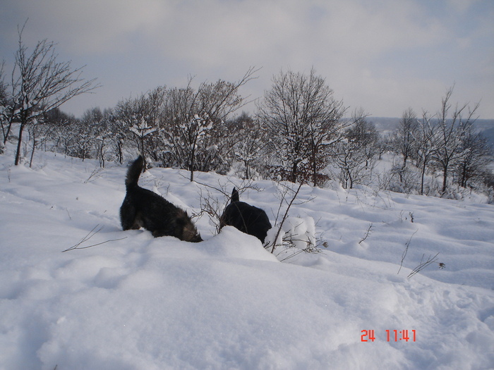 DSC08776 - Bella ianuarie 2010