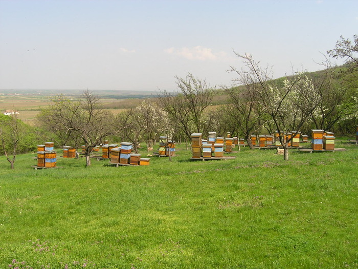 P4092004 - Majevic profesional apicultor