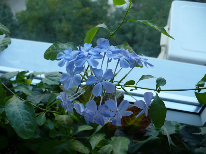 P1160598 - PLUMBAGO