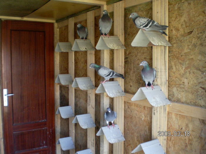 79; compartiment matca
