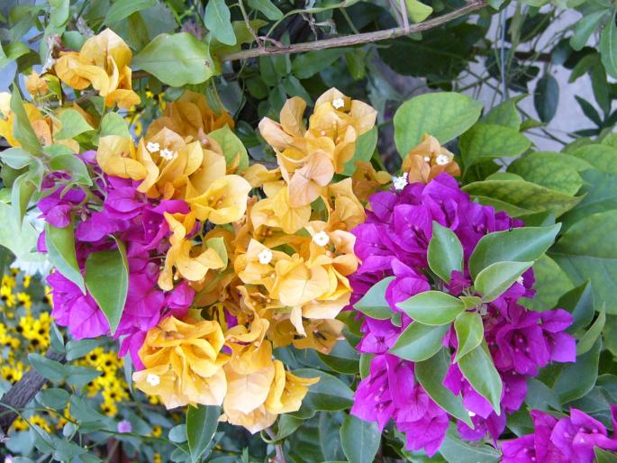 bouganvillia