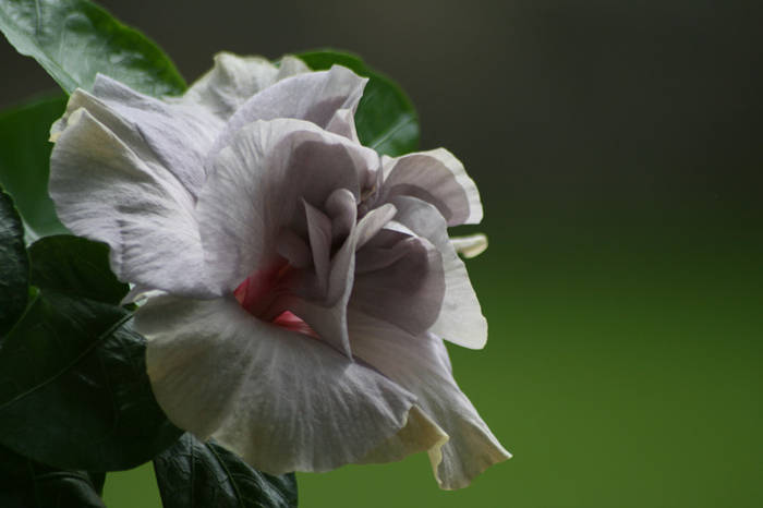 Hibiscus Snooks - plante 2009