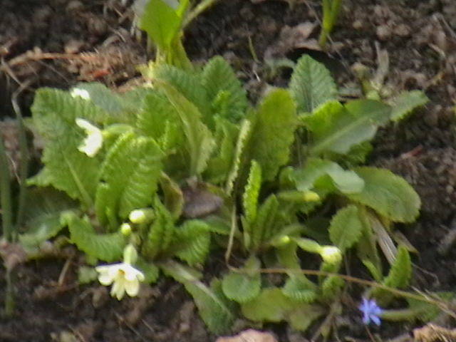 primula - gradina mea cu flori