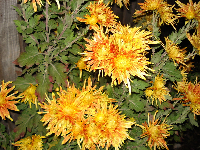 crizantema - CRIZANTEME 2009