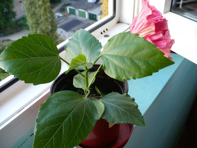 hibiscus roz-llila involt