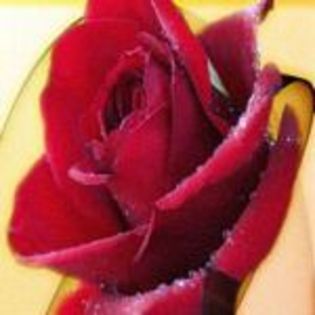 www-bancuri-us-avatare-trandafiri-12 - avatare