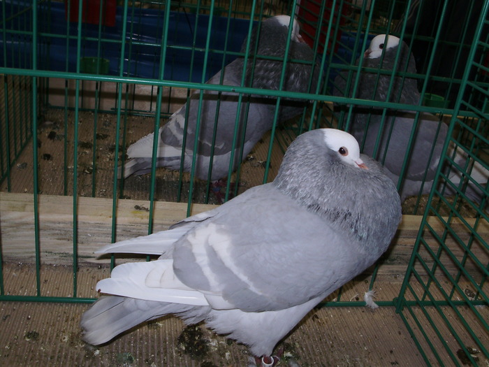 8928 s 0 - 1507 partea 3b