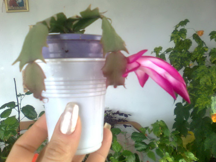 la fel - Schlumbergera si Rhipsalidolis