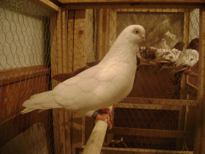 DSC08072