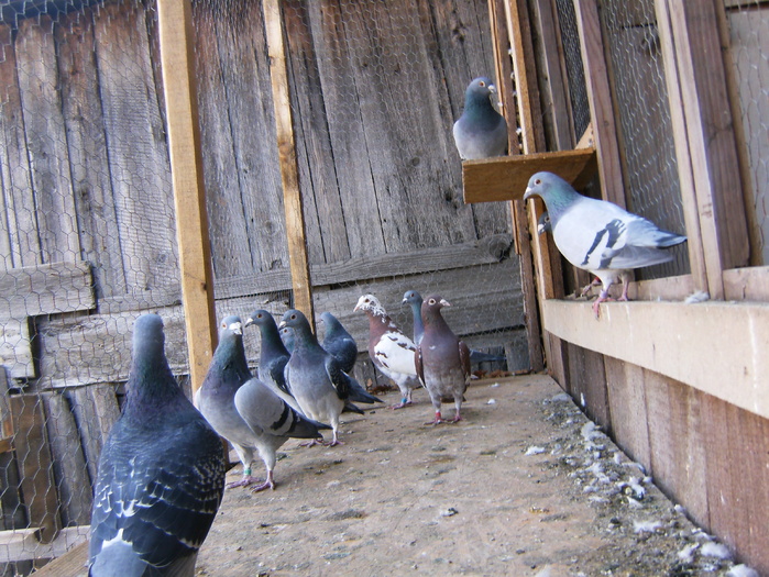 HPIM3046 - porumbei 2009