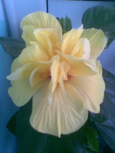 Imag607 - FLORI -2009