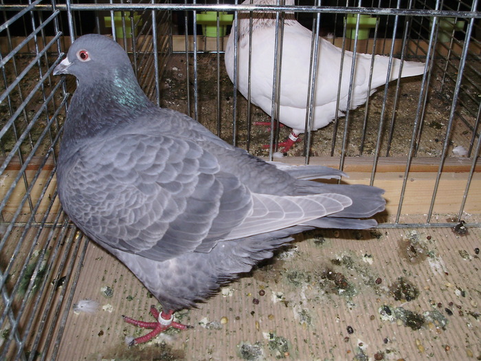 5385 t 0