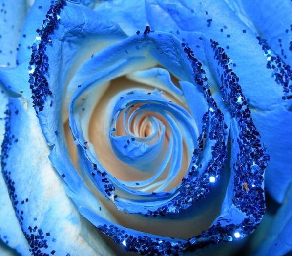 blue_rose_09 - Trandafiri albastri