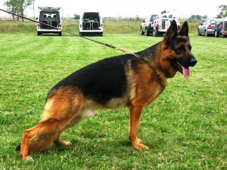 507103 - ciobanesc german de top