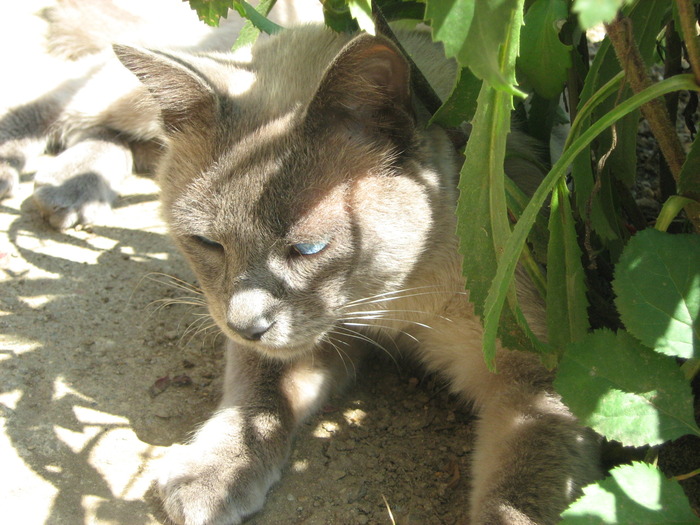 in gradina la umbra florilor