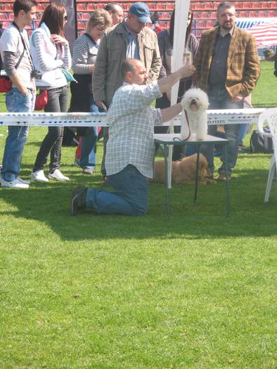 IMG_4826 - bichon frise