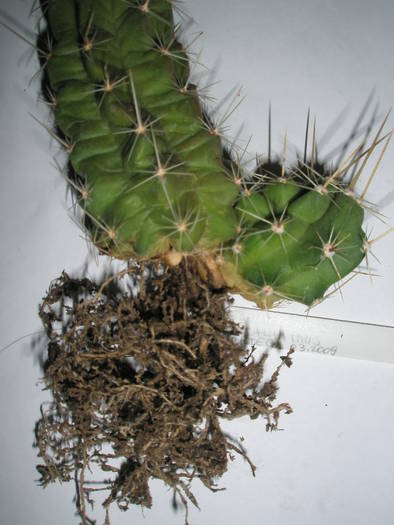 Echinocereus eneacanthus - RADACINI de cactus