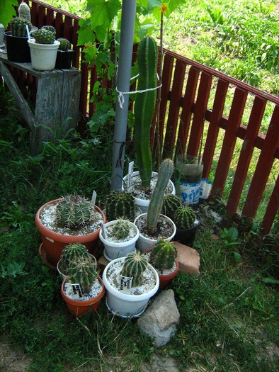 Picture 230 - cactusii mei