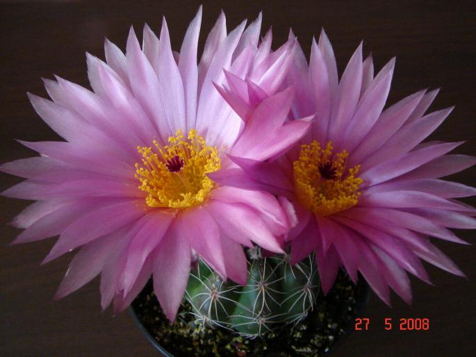 Notocactus uebelmannianus  (1)