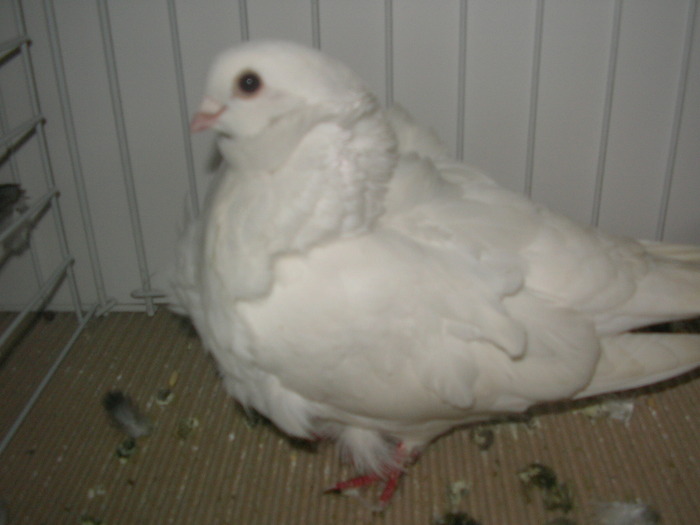 SANY0178 - poze expo 2009