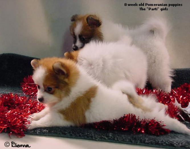 catzelusi pe beteala