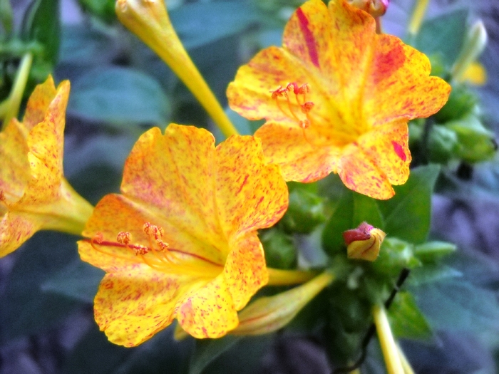 Picture 214 - flori dragute