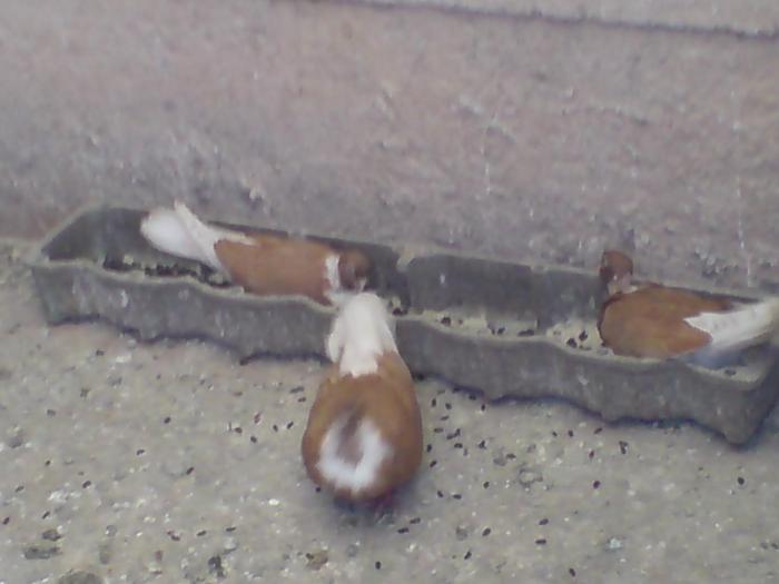 DSC01064 - Gat-Golas