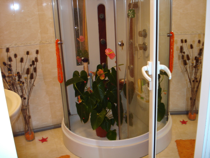 ANTHURIUM SUP PLOAIA DUSULUI !