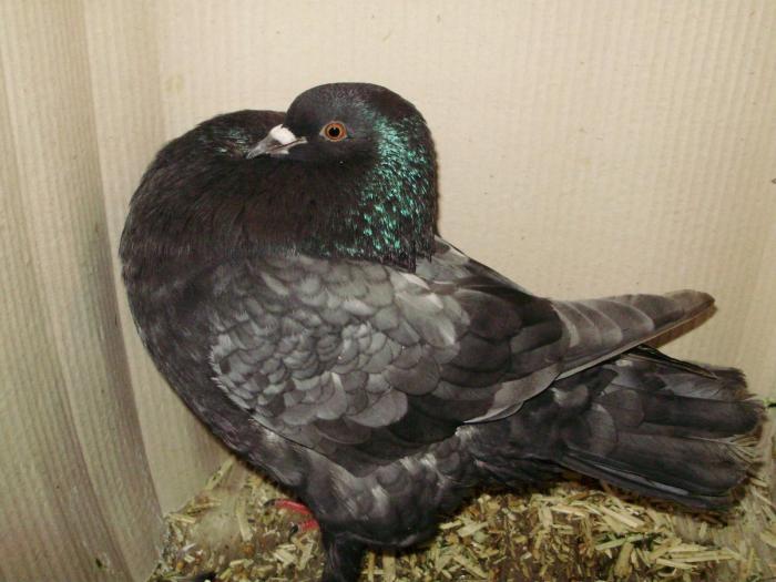 18446 amsterdam kropfer 0 - 1505 partea 5