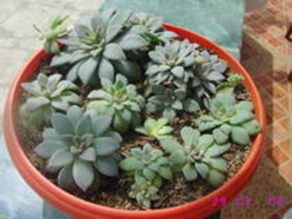 Echeveria - Suculente