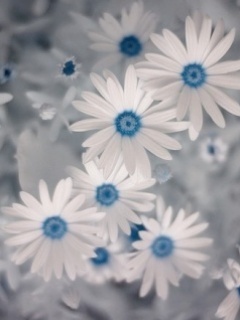 White_Flowers