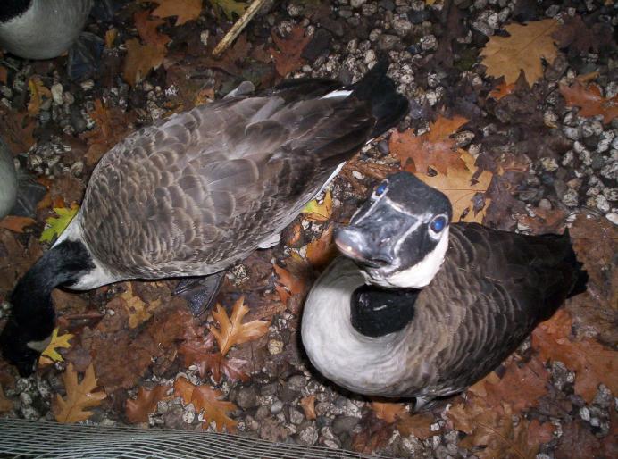 190 centru papag. 6 oct 2007 (21)