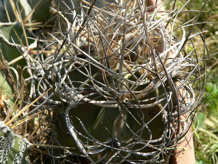 astrophytum_senile_v.aureum - genul Astrophytum