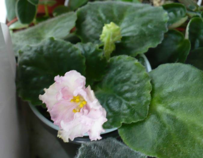P1140376 - Saintpaulia - violete de camera