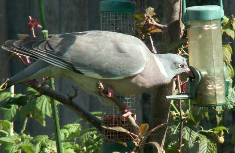 Pigeon064e - Porumbei salbatici