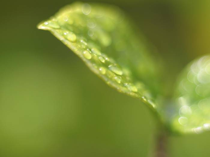 dewdop_leaf