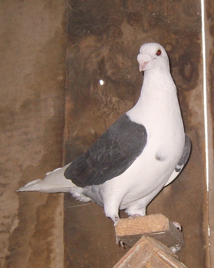 mascul 2007 - Porumbei Capaciti