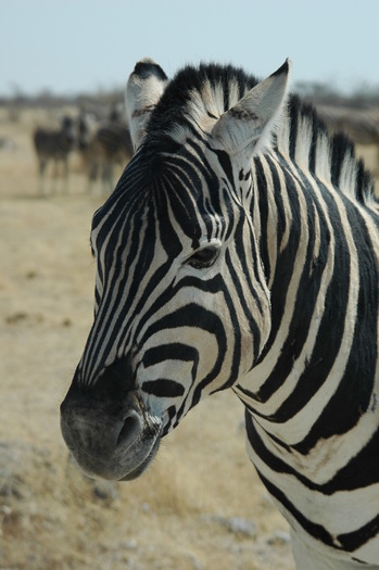 zebre - animalute