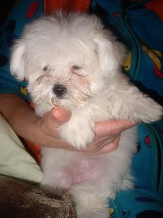 Bichon Maltese