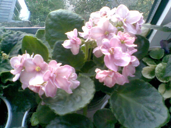 Bob Serbin sport -Aca-s Pink Delight