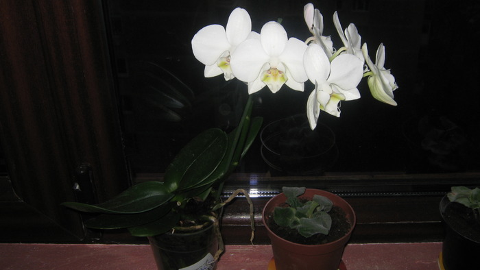 orhidee alba - florile mele