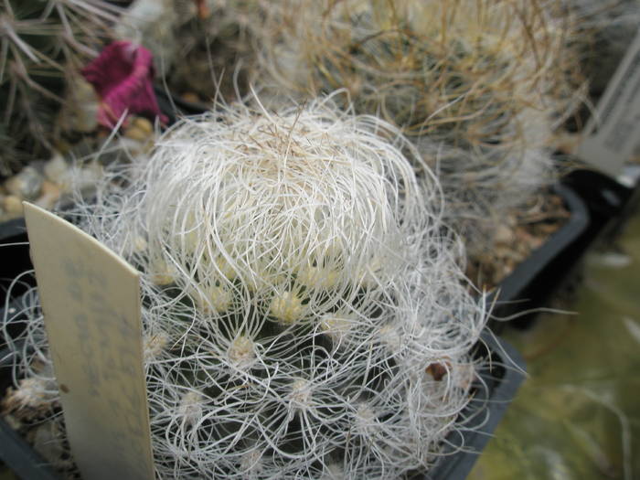 P6010086 - plantele lui George Nitu