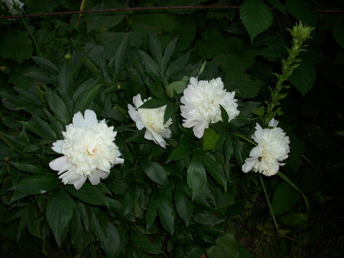 DSCI0512 - flori din gradina mea