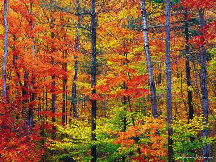 Colors of New Hampshire - Very Beautiful Nature Scenes