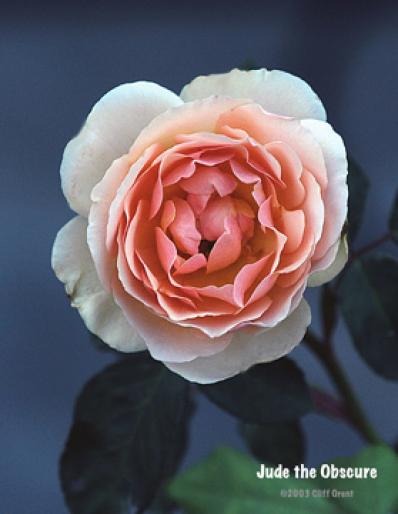 Jude-the-Obscure-w-052203 - Flori - Flori
