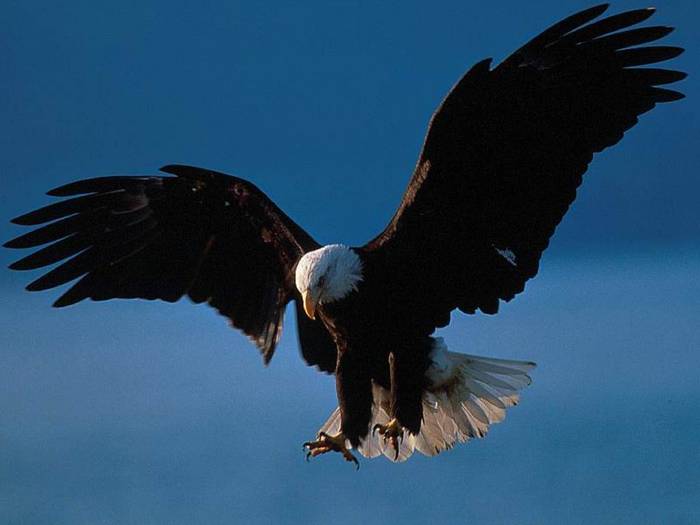 Bald Eagle in Flight, Alaska - animale