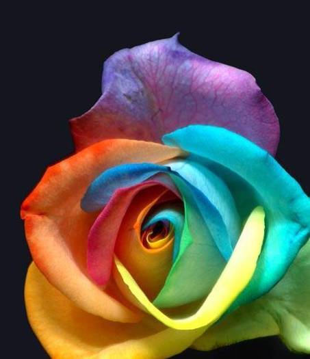 rainbowrose