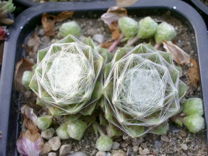 Sempervivum arachnoideum - Sempervivum